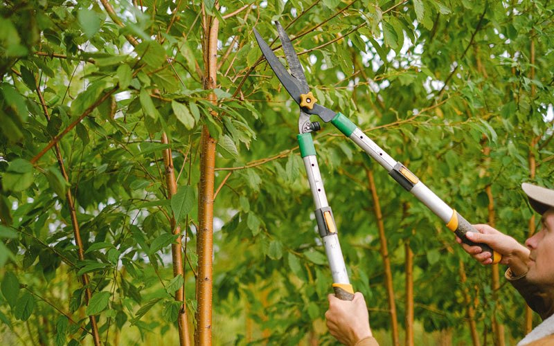 Tree trimming in Hazen, AR
