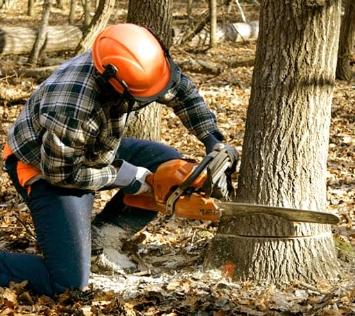 Tree Removal in Hazen, AR